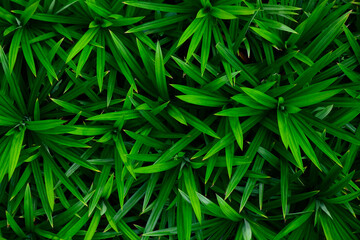 Naklejka na ściany i meble abstract stunning green leaf texture, tropical leaf foliage nature green background