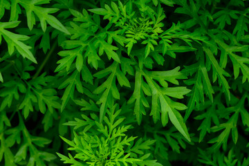 Naklejka na ściany i meble abstract stunning green leaf texture, tropical leaf foliage nature green background