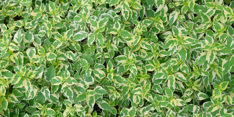 abstract stunning green leaf texture, tropical leaf foliage nature dark green background