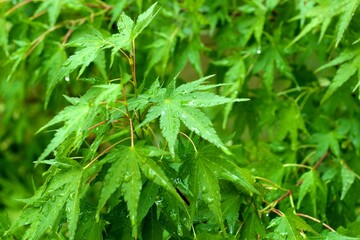 close up of green dill