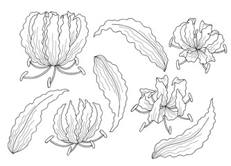 Gloriosa flower graphic black white isolated sketch illustration vector