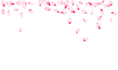 Pink sakura petals confetti flying and falling
