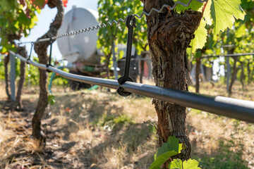 Bewässerungsschlauch an der Rebe im Weinbau