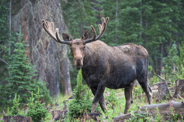 Bull Moose in a rain storm  in the Colorado Rocky Mountains