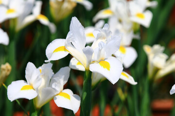 view of colorful Iris(Flag,Gladdon,Fleur-de-lis) flowers,close-up of beautiful white with yellow Iris flowers blooming in the garden in a sunny day