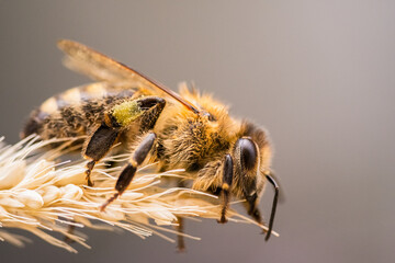Honey bee on an ear of wheat, detailed close-up.