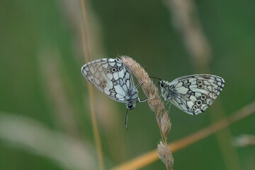 Close up of two black and white butterflies on a plant, the marbled white