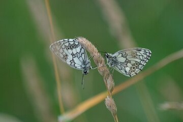 Two marbled white butterflies on a plant