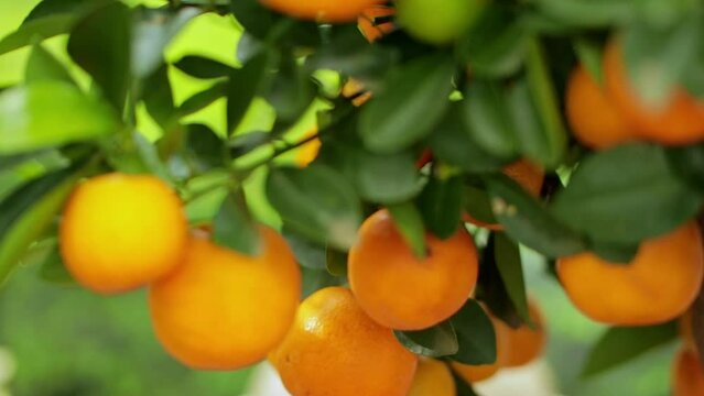 Smooth pull-out camera shot of ripe and green fruits of Calamondin with blooming flowers among the green foliage on the tree. Natural background. Smooth camera push-in movement. Selective focus. Shall