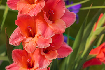 Macro view of water drops on orange gladiolus petals after rain on summer day.