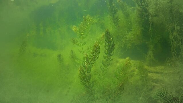 Ceratophyllum - an aquatic flowering plant in a shallow clear lake