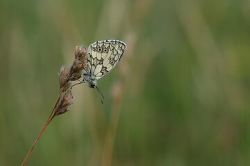 Close up of a marbled white butterfly