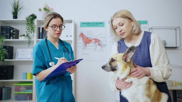 Vet listening to dog's owner complaints, adorable welsh corgi, animal doctor