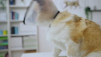 Closeup of corgi trying to remove vet collar, recovery after surgery, vet office