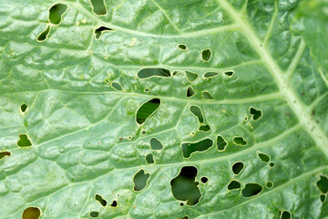 Cabbage damaged by pest close-up. Leaves of cabbage in holes eaten by larvae, worms and...