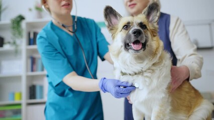 Closeup of animal doctor listening to dog's lungs in vet clinic, welsh corgi