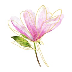 pink flower isolated on white