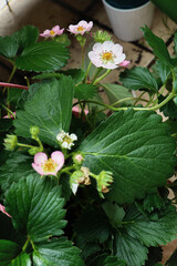 Gardening at home strawberry plant with flowers