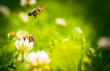 Closeup of honey bee at work on white clover flower