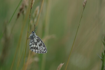 Marbled white butterfly in nature, macro close up