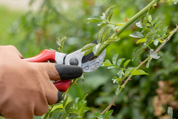 Work in the garden in spring. Farmer cutting dry branches of rose with secateurs