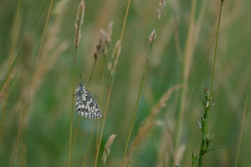 Marbled white butterfly in nature
