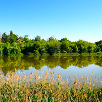 A picturesque lake, forest on the shore and reeds in the foreground.