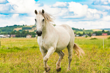 Naklejka na ściany i meble White horse running on green meadow. Horse stud theme