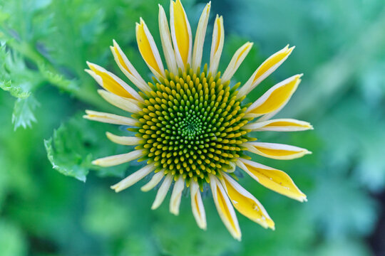 Conflower yellow starting bloom green background
