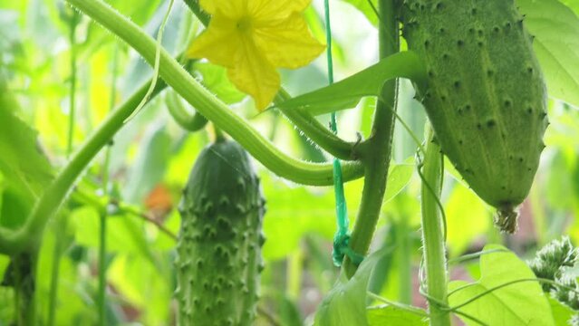 Young plant cucumber with yellow flowers. Juicy fresh cucumber close-up macro on a background of leaves. harvest, eco products. environmentally friendly