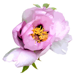 Vector botanical illustration of pink peony flower