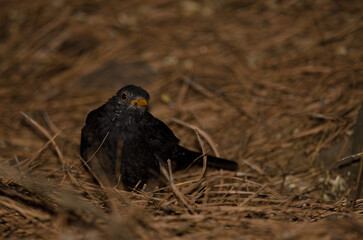 Common blackbird Turdus merula cabrerae. Male during the moulting season. The Nublo Rural Park. Tejeda. Gran Canaria. Canary Islands. Spain.