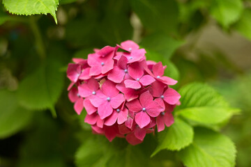 Close up vivid pink hortensia fresh flowers blur background.