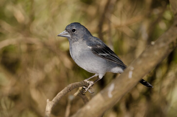 Obraz premium Male Gran Canaria blue chaffinch Fringilla polatzeki. The Nublo Rural Park. Tejeda. Gran Canaria. Canary Islands. Spain.
