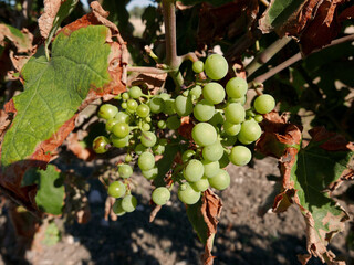 un grappolo d'uva illuminato dal sole
