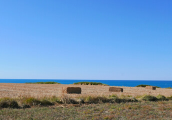 assoltato panorama estivo di campi coltivati in estate vicino al mare