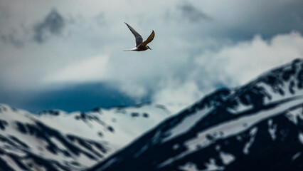 Arctic terns flying around mountains and whales