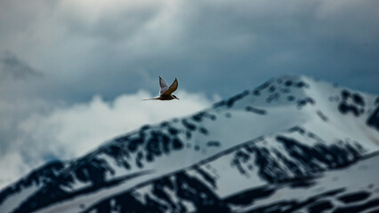 Arctic terns flying around mountains and whales