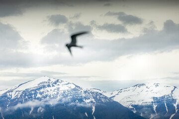 Naklejka na ściany i meble Arctic terns flying around mountains and whales
