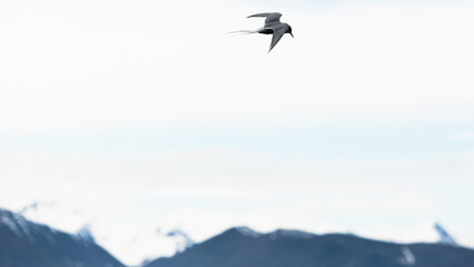 Fototapeta na wymiar Arctic terns flying around mountains and whales