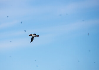 Atlantic puffins flying around Iceland