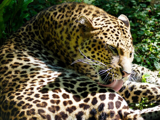 Closeup of Javan leopard (Panthera pardus melas) licking his fur