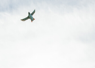 Atlantic puffins flying around Iceland