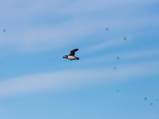 Atlantic puffins flying around Iceland