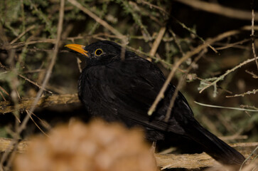 Male common blackbird Turdus merula cabrerae resting. The Nublo Rural Park. Tejeda. Gran Canaria. Canary Islands. Spain.