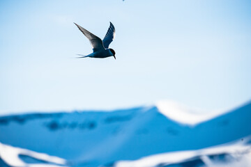 Arctic terns flying around mountains and whales