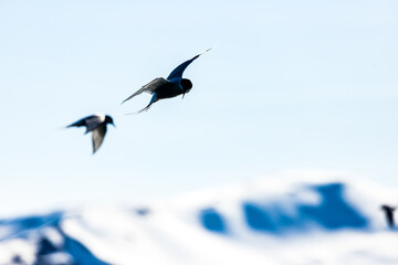 Arctic terns flying around mountains and whales