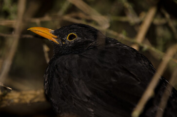 Male common blackbird Turdus merula cabrerae resting. The Nublo Rural Park. Tejeda. Gran Canaria. Canary Islands. Spain.