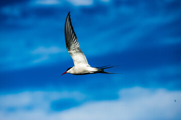 Arctic terns flying around mountains and whales - obrazy, fototapety, plakaty