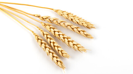 Five ripe ears of wheat on a white background